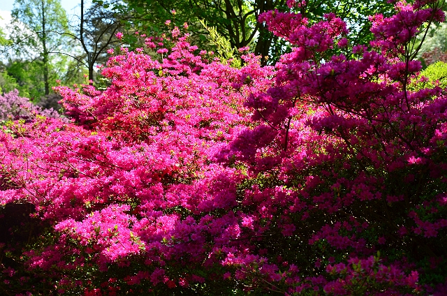 25 05 13_3159.JPG - CENTRAL GARDENS - BOURNEMOUTH - 25.5.13